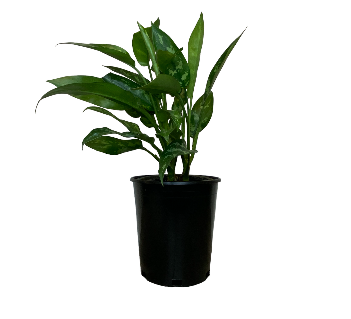 Reusable Nursery Pots Plastic Garden Pots Planters, 1 Gallon