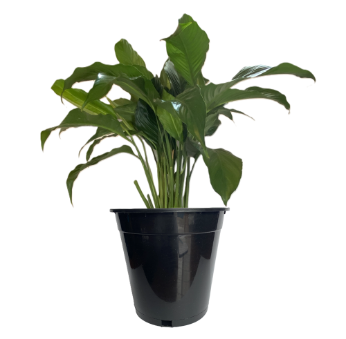 Reusable Nursery Pots Plastic Garden Planters, 5 Gallon Tall