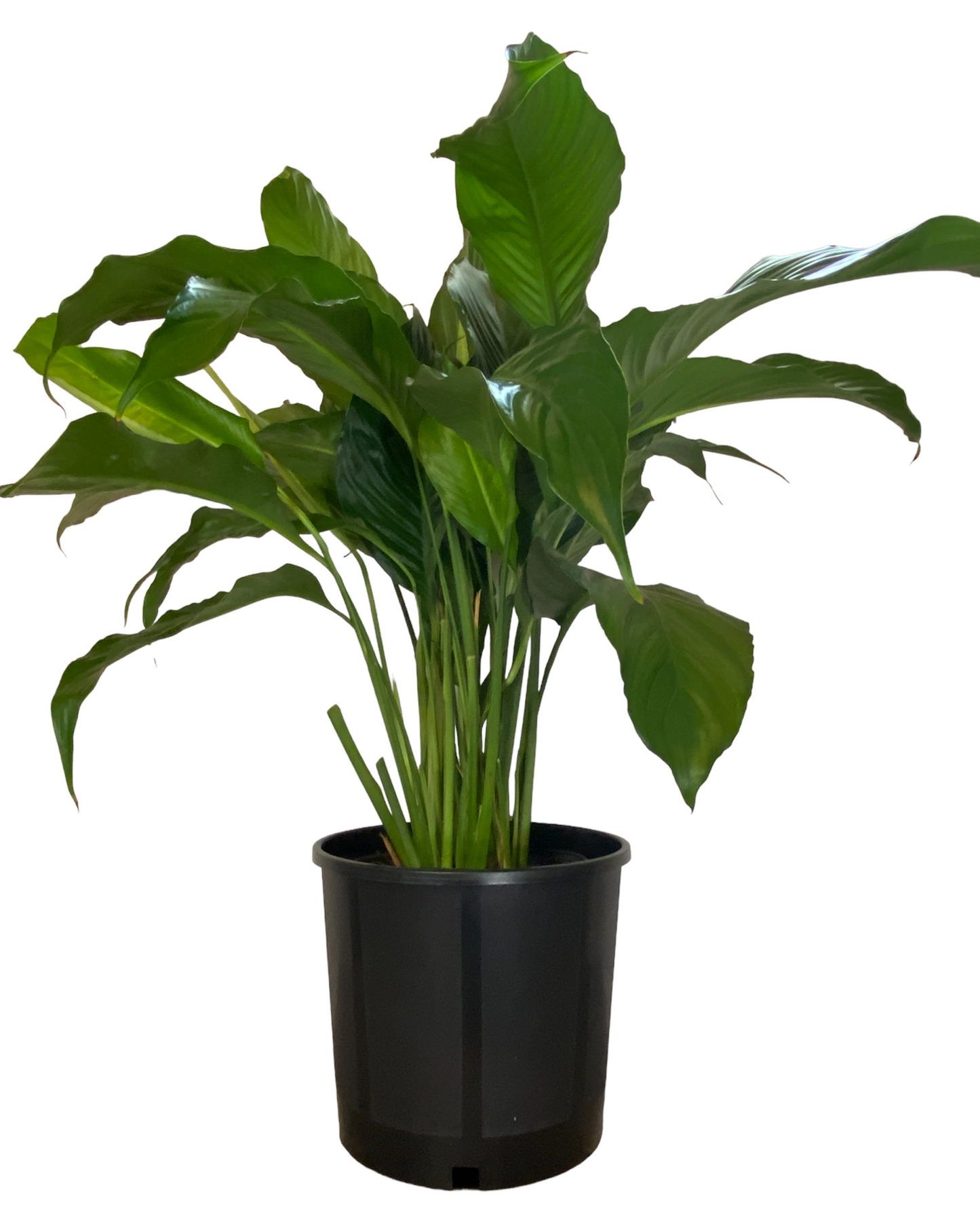 KD Black Nursery Pots, 3 Gallon, Plastic Garden Planters, Reusable Pots for Flowers Seedlings, Injection Molded, Indoor Outdoor Plants Seedlings Vegetables and Flowers